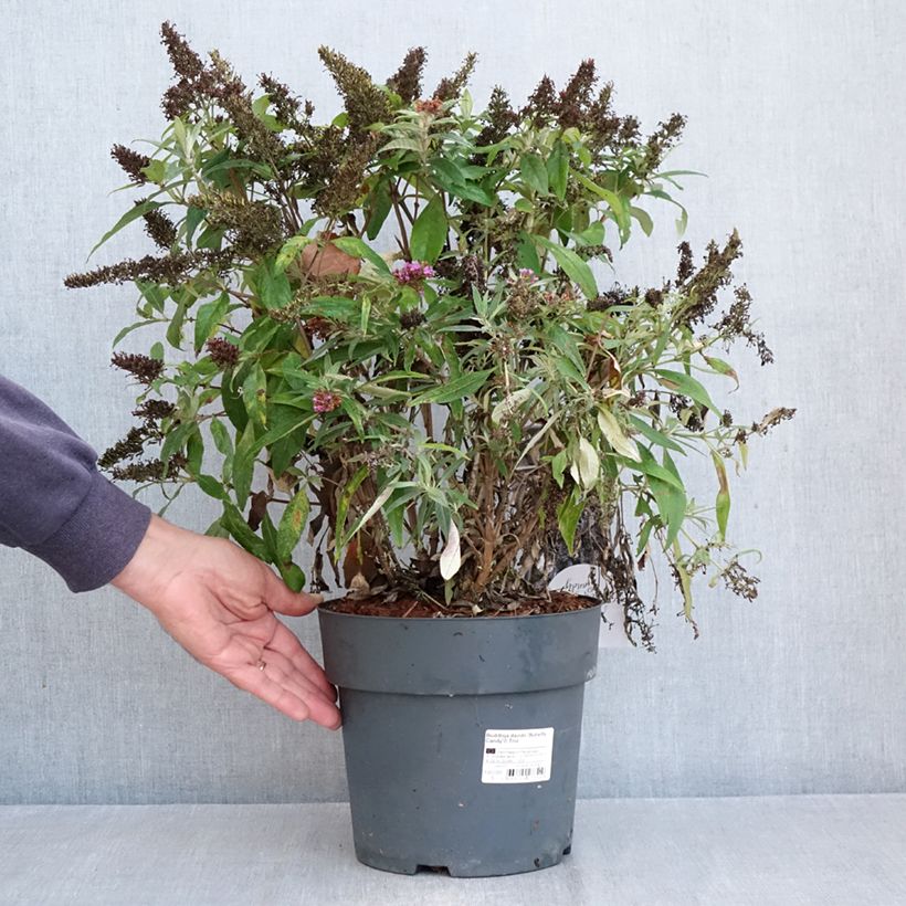 Amostra de Budleia davidii Butterfly Candy Little Purple, Little Pink, Little Lila Vaso de 4 L/5 L tal como entregue no outono