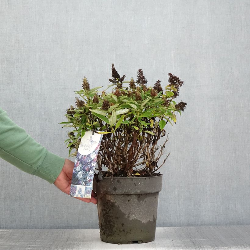 Amostra de Budleia davidii Butterfly Candy Little Purple, Little Pink, Little Lila Vaso de 4 L/5 L tal como entregue no verão