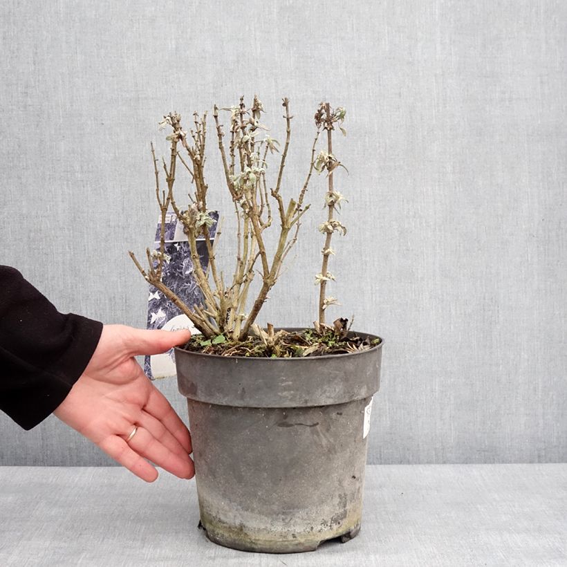 Amostra de Budleia davidii Butterfly Candy Little Purple, Little Pink, Little Lila Vaso de 4 L/5 L tal como entregue no inverno