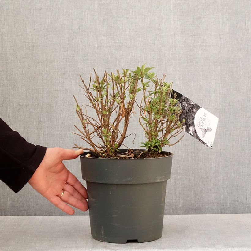 Amostra de Budleia davidii Butterfly Candy Little Purple, Little Pink, Little Lila Vaso de 4 L/5 L tal como entregue na primavera