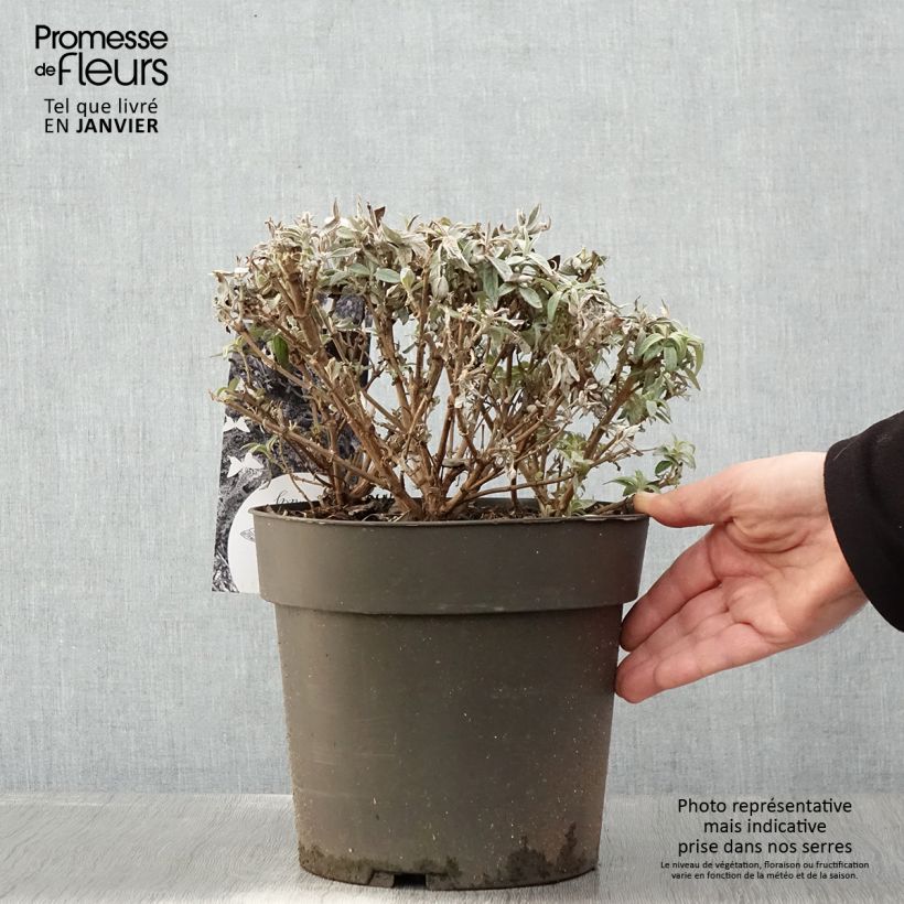 Amostra de Budleia davidii Butterfly Candy Trio Little Sweetheart, White, Little Ruby Vaso de 4 L/5 L tal como entregue no inverno