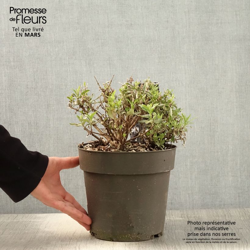 Amostra de Budleia davidii Butterfly Candy Trio Little Sweetheart, White, Little Ruby Vaso de 4 L/5 L tal como entregue na primavera