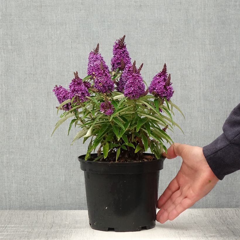Amostra de Budleia davidii Butterfly Candy Little Purple Vaso de 3 L/4 L tal como entregue no verão