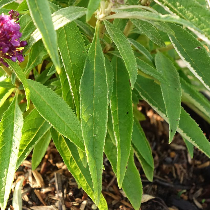 Budleia davidii Butterfly Candy Little Purple (Folhagem)