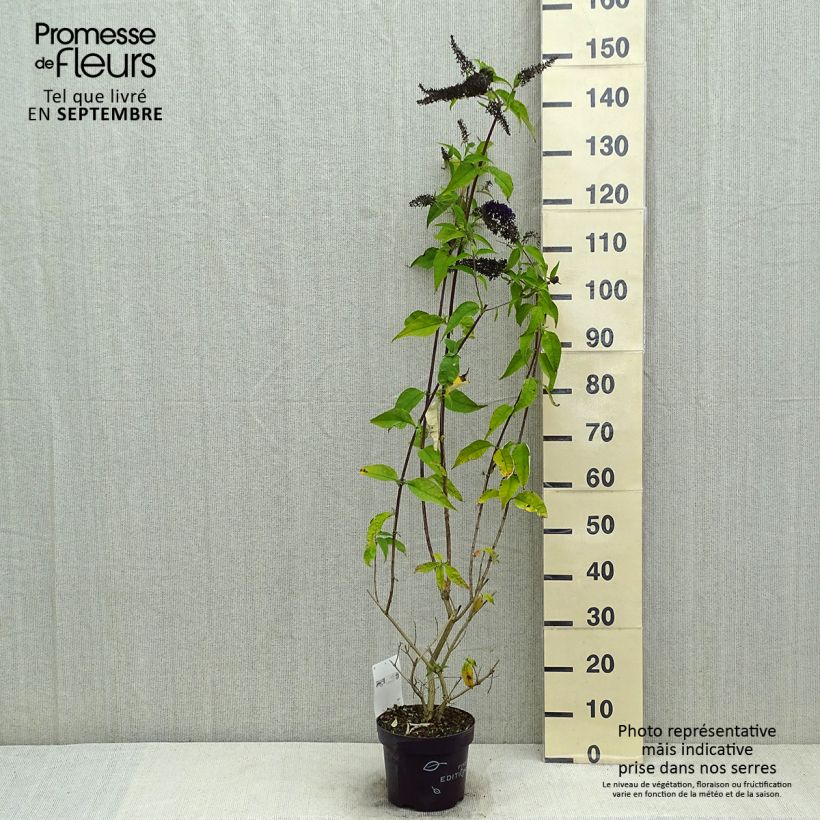Amostra de Budleia davidii Groovy Grape Vaso de 3 L/4 L tal como entregue no verão