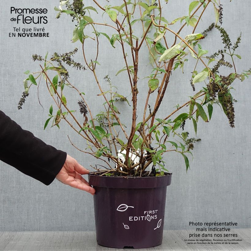 Amostra de Budleia davidii Groovy Grape Vaso de 7,5 L/10 L tal como entregue no outono