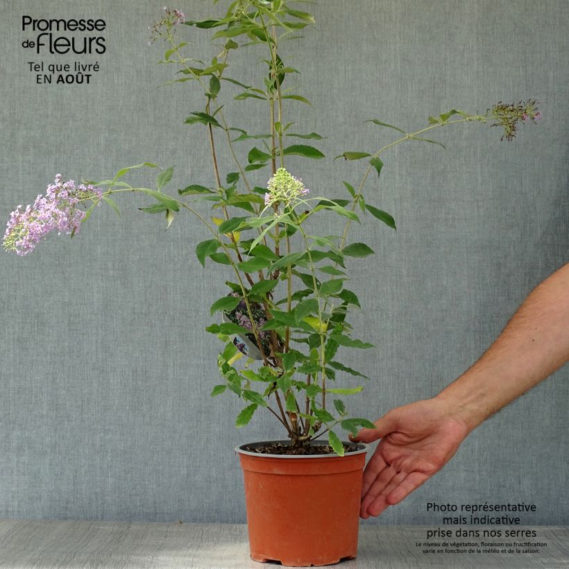 Amostra de Budleia davidii Gulliver Vaso de 3 L/4 L tal como entregue no verão