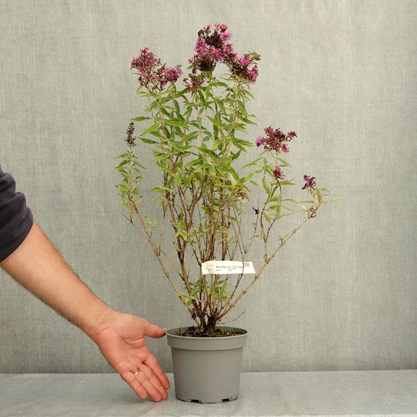 Amostra de Budleia davidii Octopus Magenta Vaso de 3 L/4 L tal como entregue no verão
