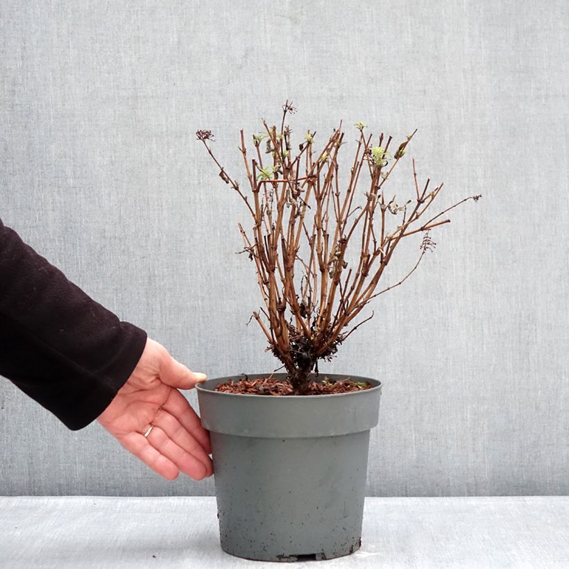 Amostra de Budleia davidii Octopus Magenta Vaso de 3 L/4 L tal como entregue no inverno