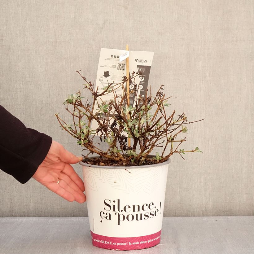 Amostra de Budleia davidii Rêve de Papillon Lavender Vaso de 4 L/5 L tal como entregue no inverno