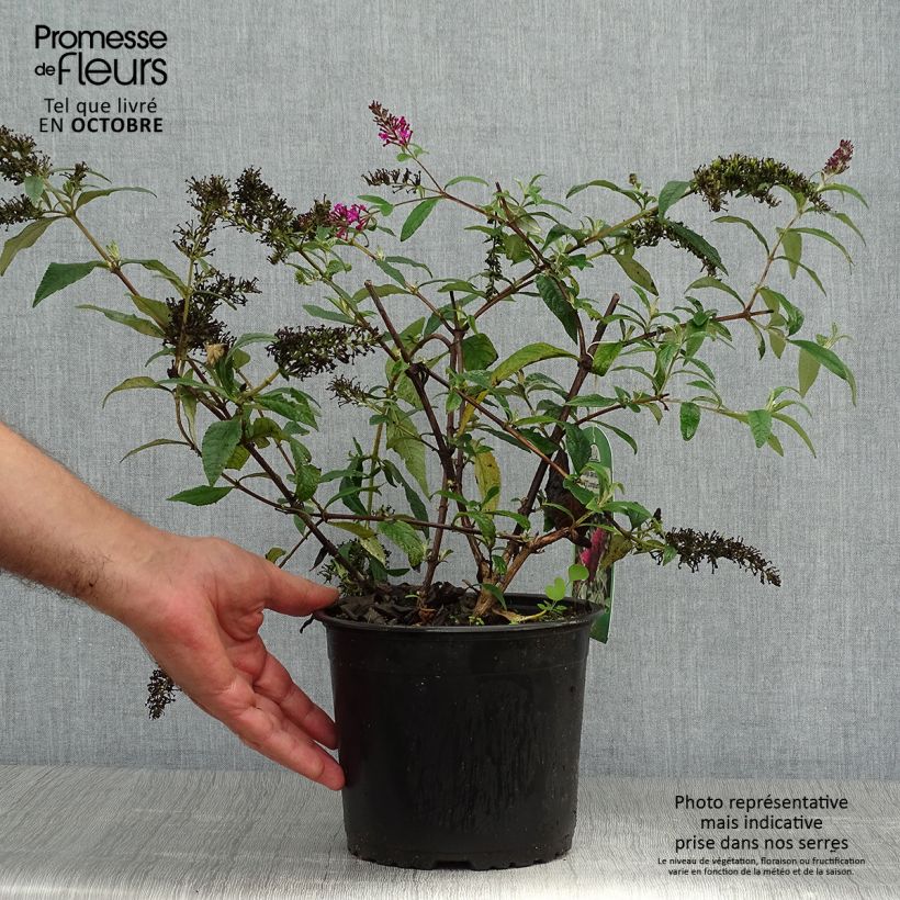 Amostra de Budleia davidii Sugar Plum Vaso de 3 L/4 L tal como entregue no outono