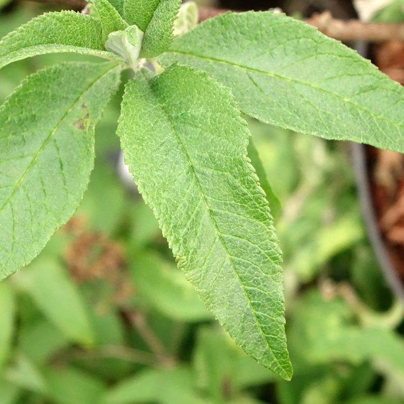 Budleia davidii Sugar Plum (Folhagem)