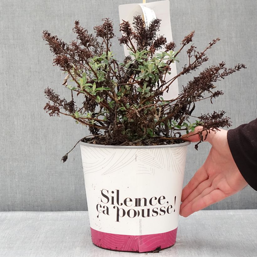 Amostra de Buddleja davidii Tiny Buddy Hot Pink nain Vaso de 4 L/5 L tal como entregue no inverno