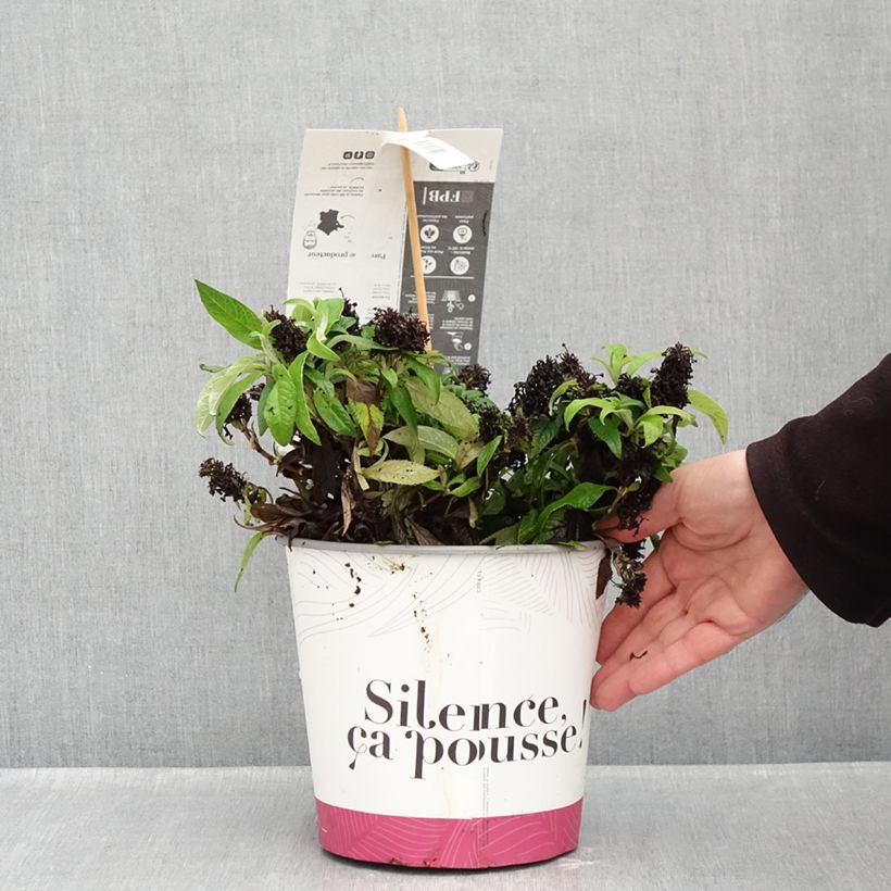 Amostra de Budleia davidii Tiny Buddy Violet Vaso de 4 L/5 L tal como entregue no outono