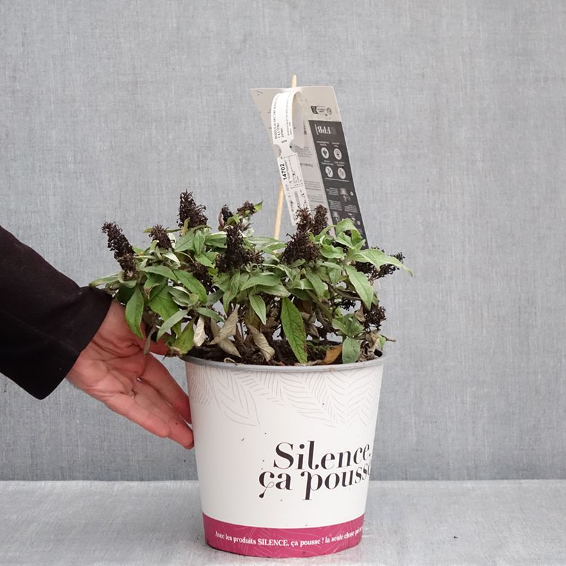 Amostra de Buddleja davidii Tiny Buddy Violet - Arbre aux papillons nain Pot de 4L/5L tal como entregue no inverno