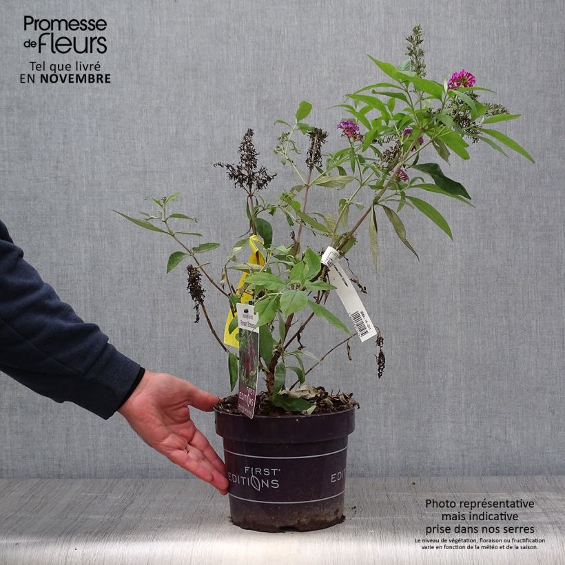 Amostra de Budleia davidii Funky Fuchsia Vaso de 2 L/3 L tal como entregue no outono