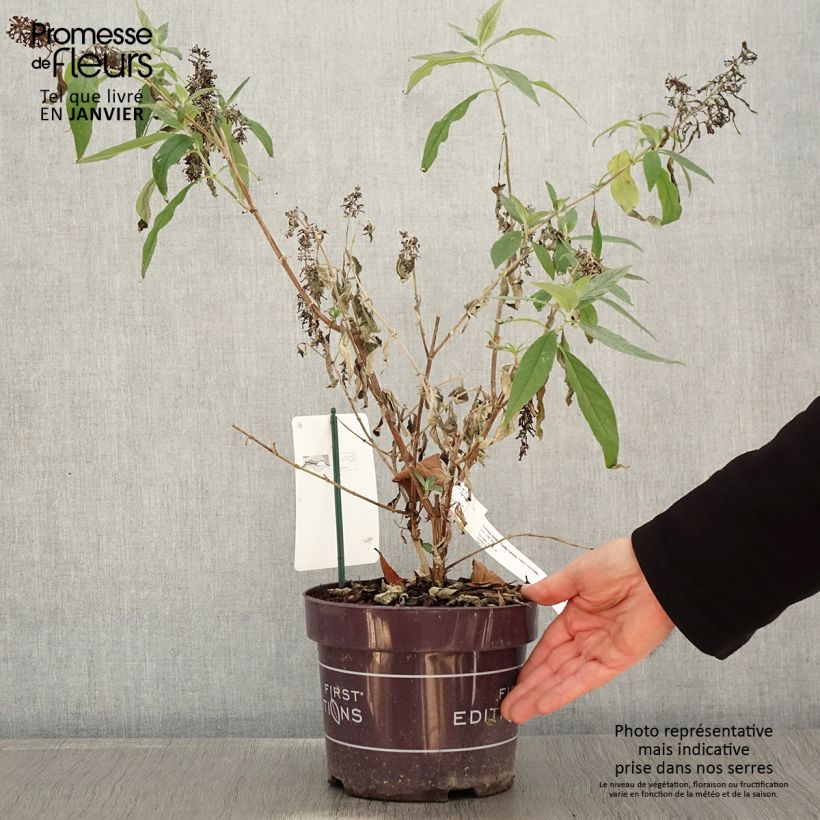 Amostra de Buddleja Funky Fuchsia - Arbre aux papillons Vaso de 2 L/3 L tal como entregue no inverno