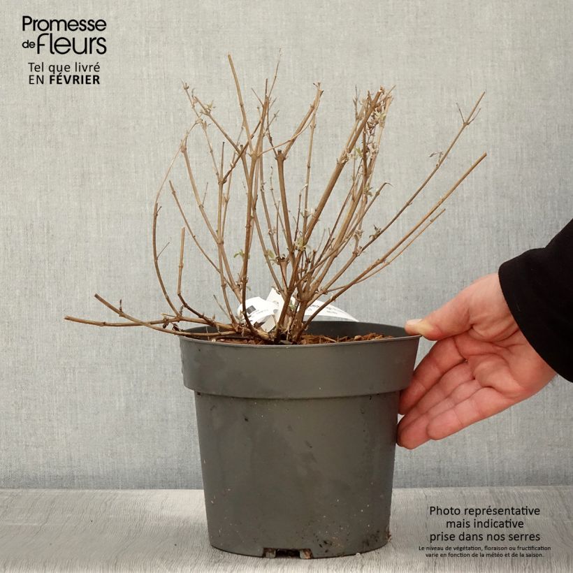 Amostra de Buddleja High Five Purple - Arbre aux papillons Vaso de 2 L/3 L tal como entregue no inverno