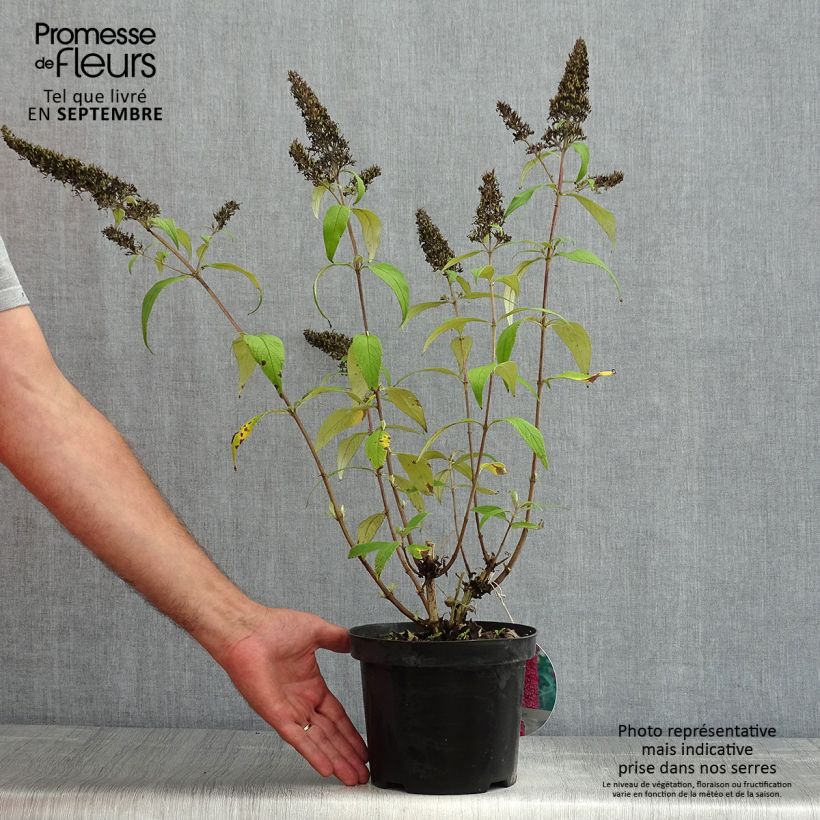 Amostra de Budleia davidii Peacock Vaso de 3 L/4 L tal como entregue no verão