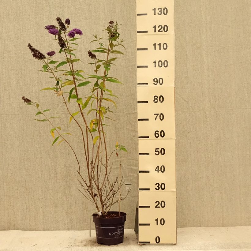 Amostra de Budleia davidii Psychedelic Sky Vaso de 2 L/3 L tal como entregue no verão