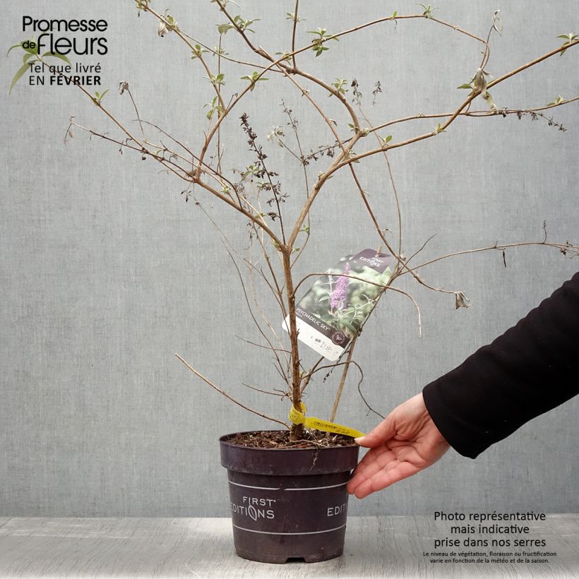 Amostra de Buddleja Psychedelic Sky - Arbre aux papillons Vaso de 2 L/3 L tal como entregue no inverno