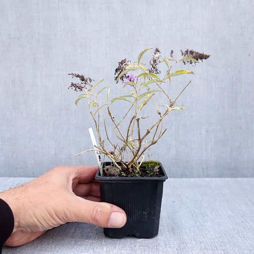 Amostra de Budleia davidii Wisteria Lane Vaso de 8/9 cm tal como entregue no outono