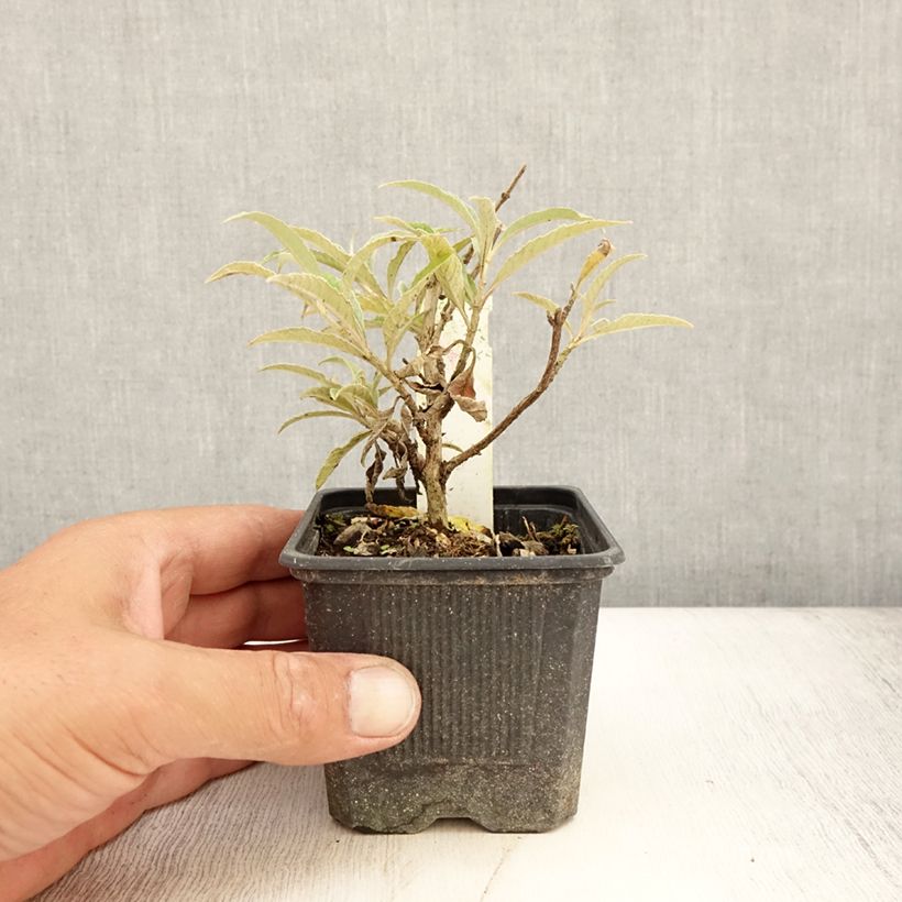 Amostra de Budleia davidii Wisteria Lane Vaso de 8/9 cm tal como entregue no verão