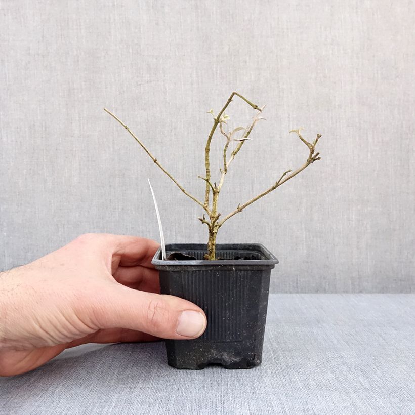 Amostra de Budleia davidii Wisteria Lane Vaso de 8/9 cm tal como entregue no inverno