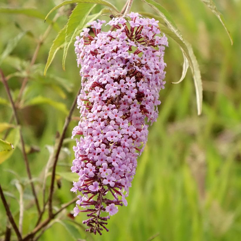 Budleia davidii Wisteria Lane (Floração)