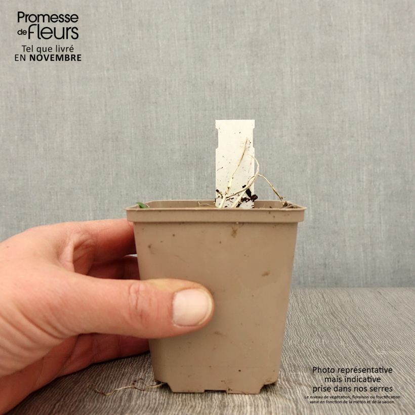 Amostra de Ajuga incisa Frosted Jade Vaso de 8/9 cm tal como entregue no outono
