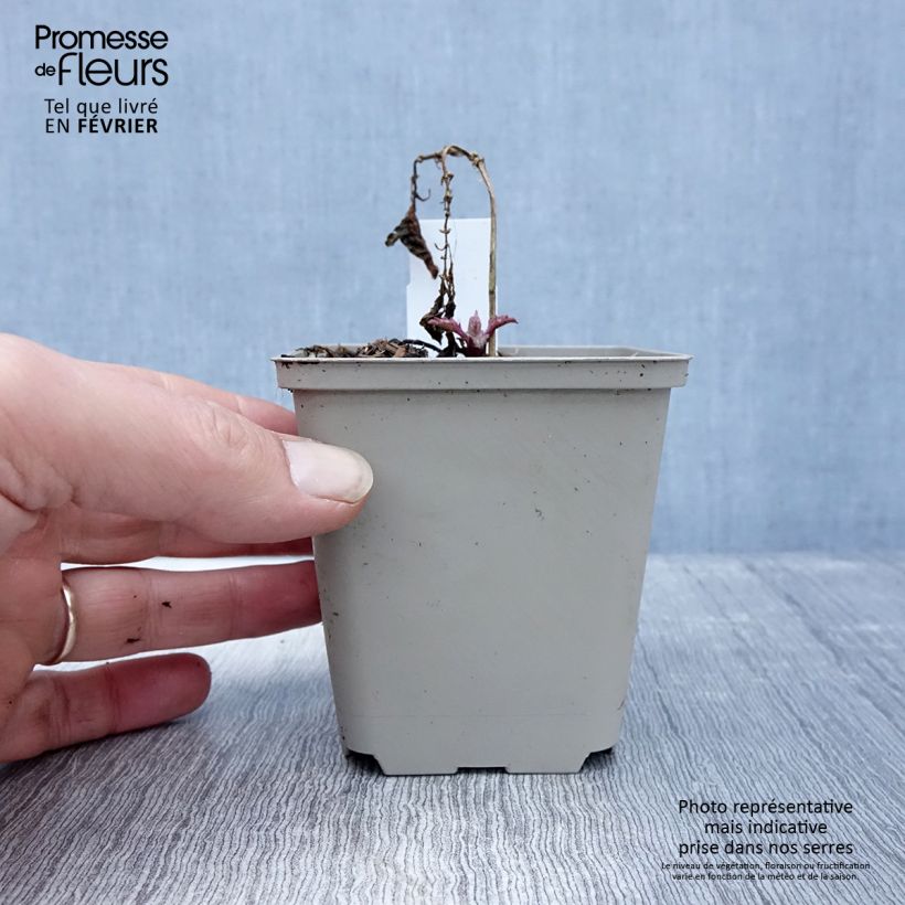 Amostra de Bugle incisé - Ajuga incisa Frosted Jade Vaso de 8/9 cm tal como entregue no inverno