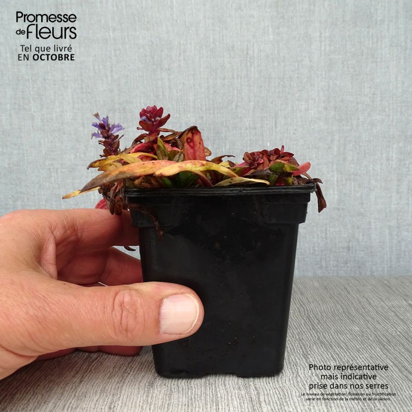 Amostra de Ajuga reptans Atropurpurea Vaso de 7/8 cm tal como entregue no outono