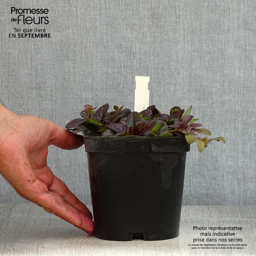 Amostra de Ajuga reptans Atropurpurea Vaso de 2 L/3 L tal como entregue no verão