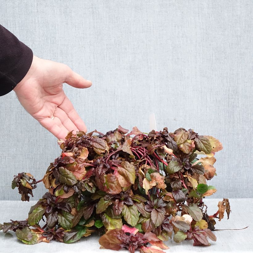 Amostra de Ajuga reptans Atropurpurea Vaso de 2 L/3 L tal como entregue no outono