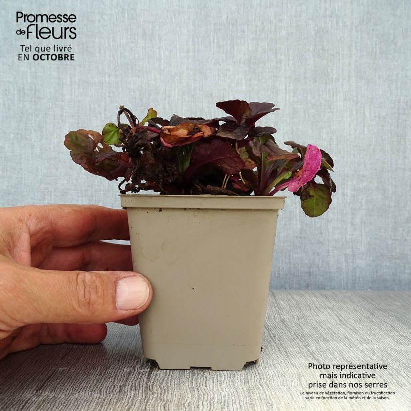 Amostra de Ajuga reptans Black Scallop Vaso de 8/9 cm tal como entregue no outono