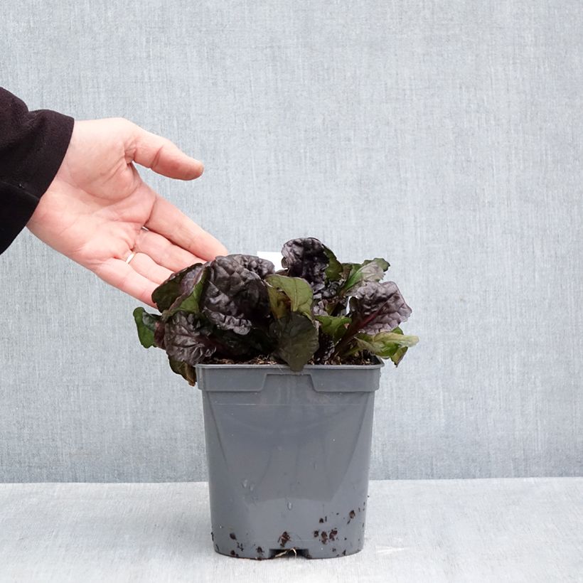 Amostra de Ajuga reptans Black Scallop Vaso de 2 L/3 L tal como entregue no outono
