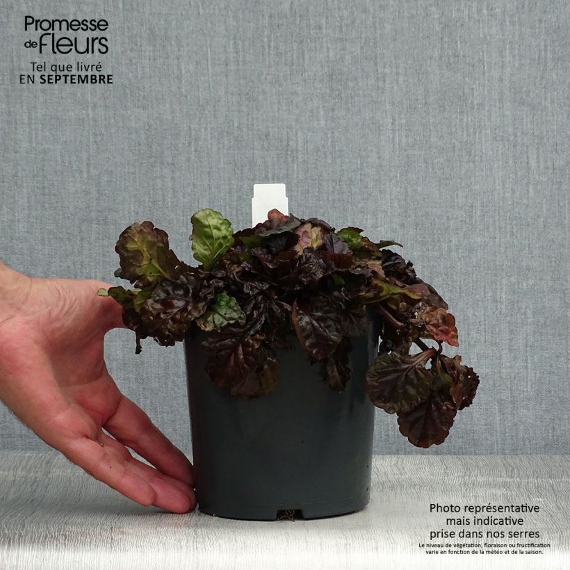 Amostra de Ajuga reptans Black Scallop Vaso de 2 L/3 L tal como entregue no verão
