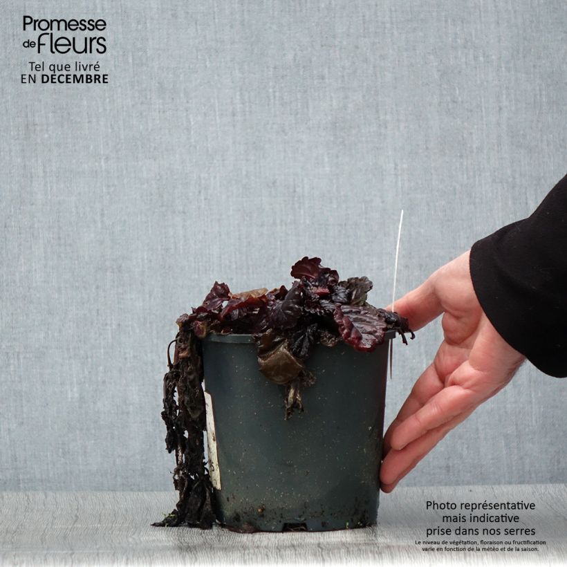 Amostra de Ajuga reptans Black Scallop Vaso de 2 L/3 L tal como entregue no inverno