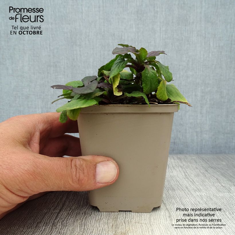 Amostra de Ajuga reptans Braunherz Vaso de 8/9 cm tal como entregue no outono