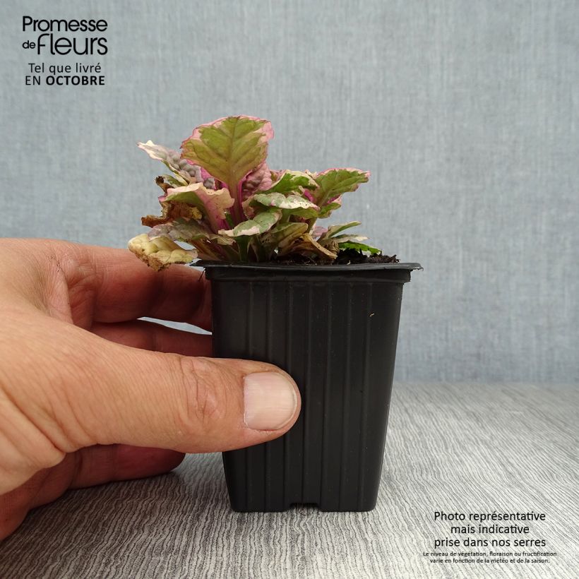 Amostra de Ajuga reptans Burgundy Glow Vaso de 7/8 cm tal como entregue no outono