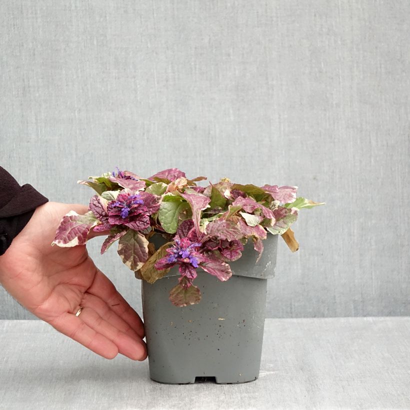 Amostra de Ajuga reptans Burgundy Glow Vaso de 2 L/3 L tal como entregue no outono