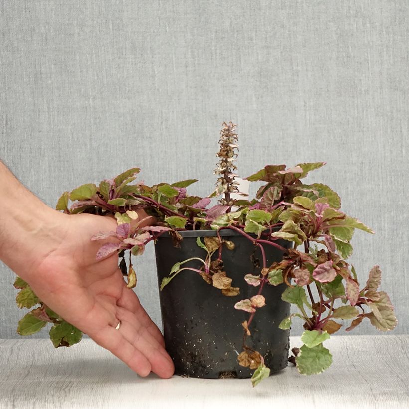 Amostra de Ajuga reptans Burgundy Glow Vaso de 2 L/3 L tal como entregue no verão