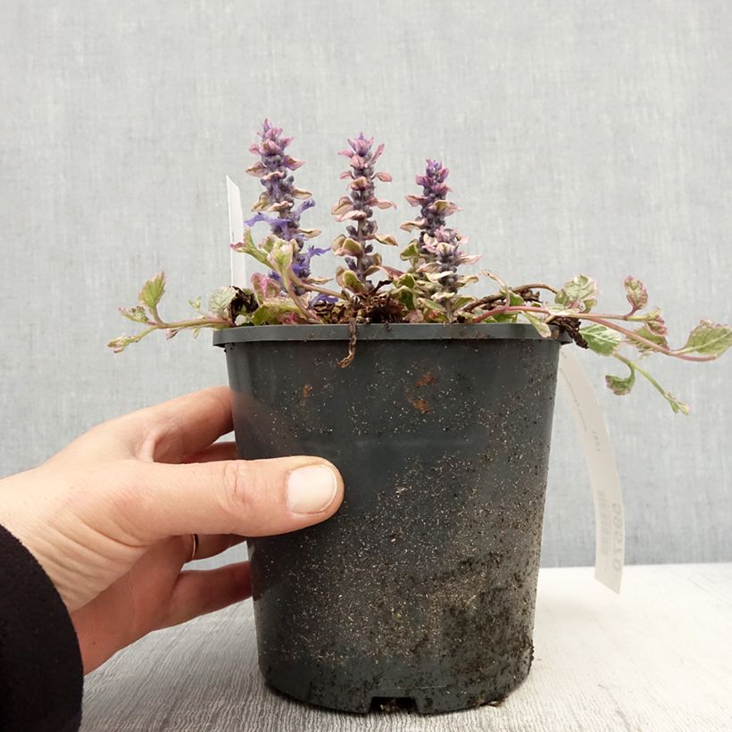 Amostra de Ajuga reptans Burgundy Glow Vaso de 2 L/3 L tal como entregue na primavera