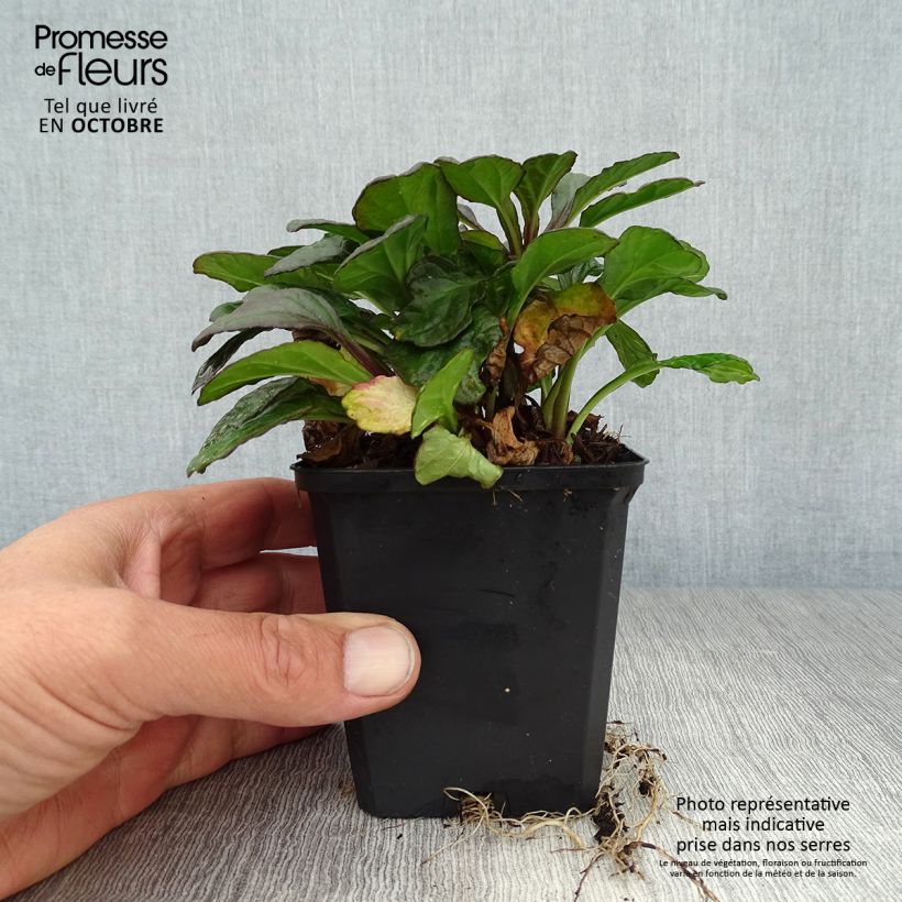 Amostra de Ajuga reptans Catlin's Giant Vaso de 8/9 cm tal como entregue no outono