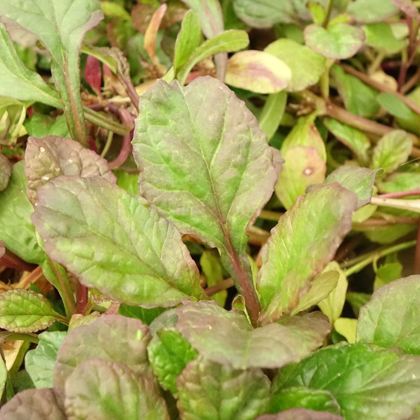 Ajuga reptans Catlin's Giant (Folhagem)