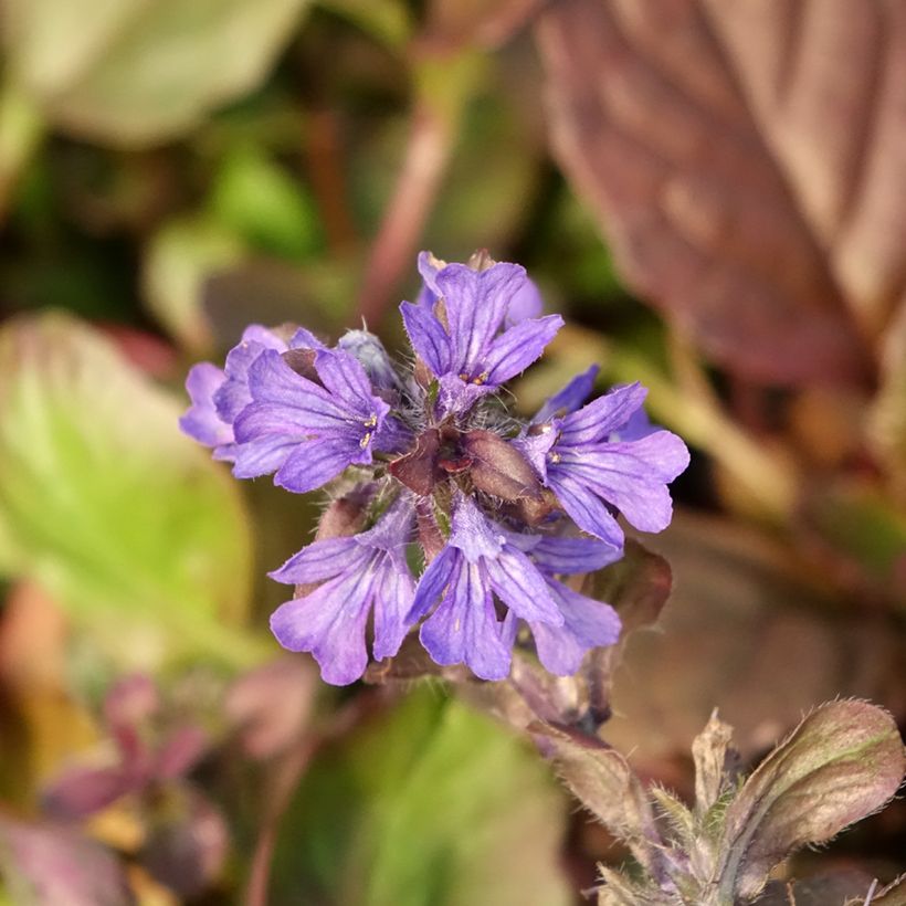 Ajuga reptans Catlin's Giant (Floração)