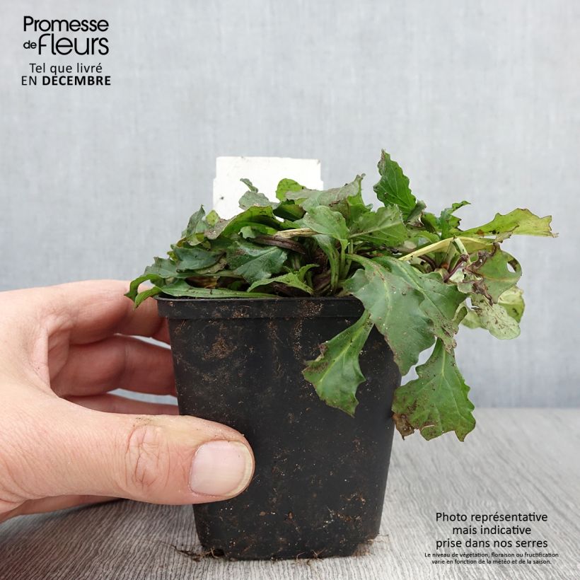Amostra de Ajuga reptans Vaso de 8/9 cm tal como entregue no outono