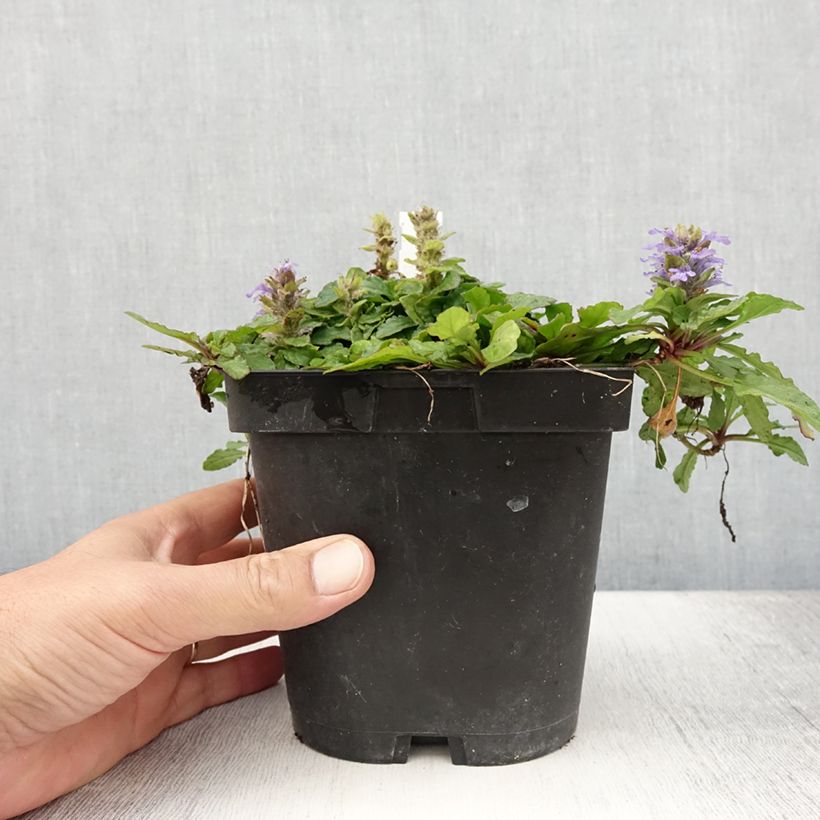 Amostra de Ajuga reptans Vaso de 2 L/3 L tal como entregue no verão