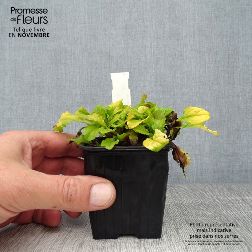 Amostra de Ajuga reptans Gold Chang Vaso de 8/9 cm tal como entregue no outono