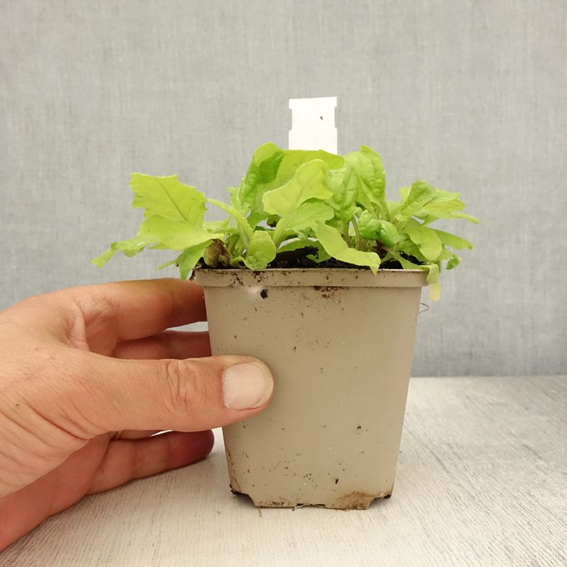 Amostra de Ajuga reptans Golden Glow Vaso de 8/9 cm tal como entregue no verão